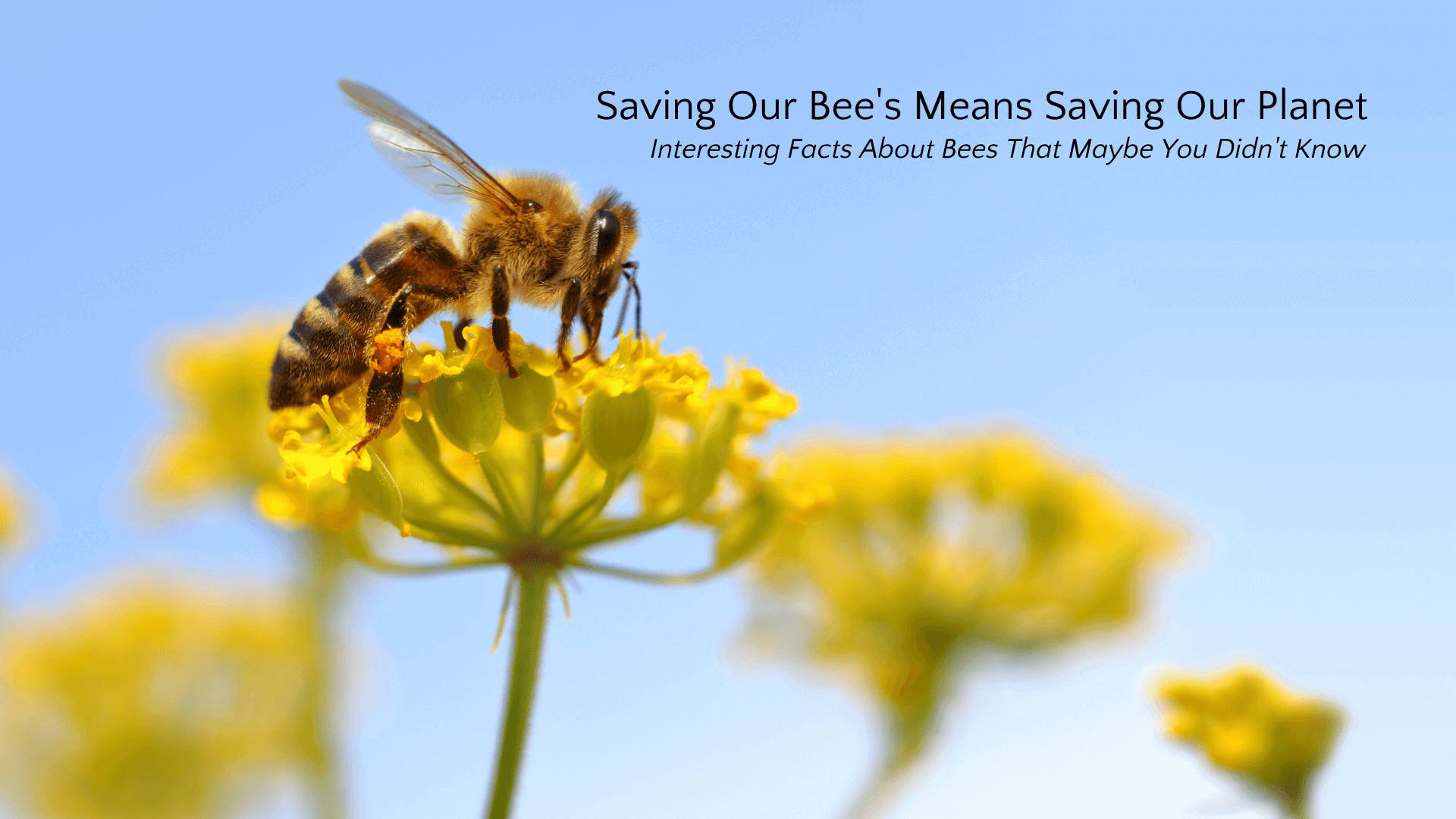 Load video: Video highlighting how we can help to save our honey bees.