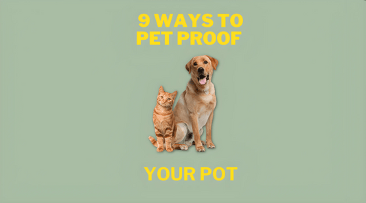 9 ways to Pet Proof your Pot - Bzz Box