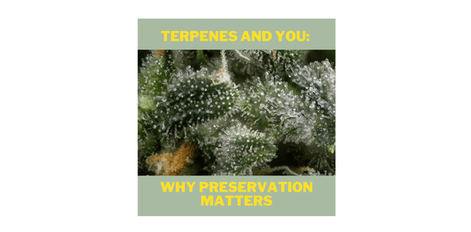 Terpenes and You: Why Preservation Matters? - Bzz Box